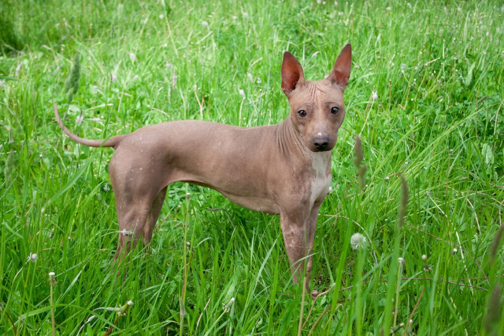 American Hairless Terrier