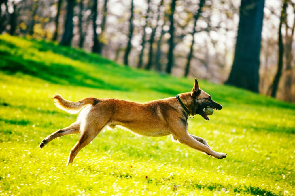 Belgian Malinois