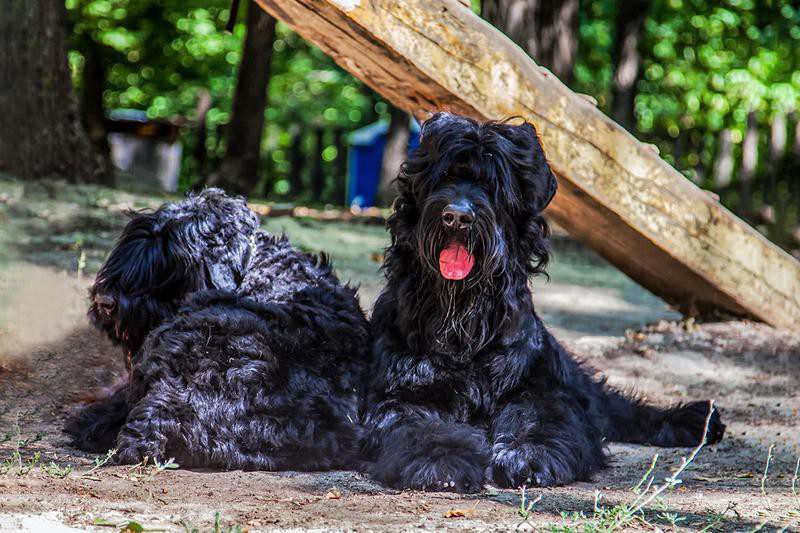 Black Russian Terrier