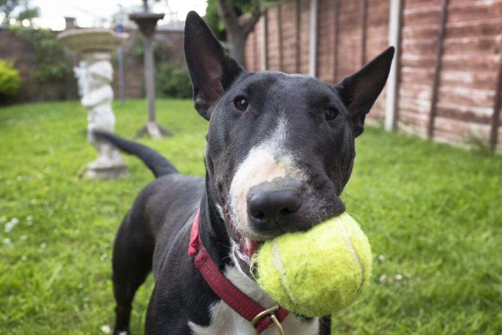 Bull Terrier