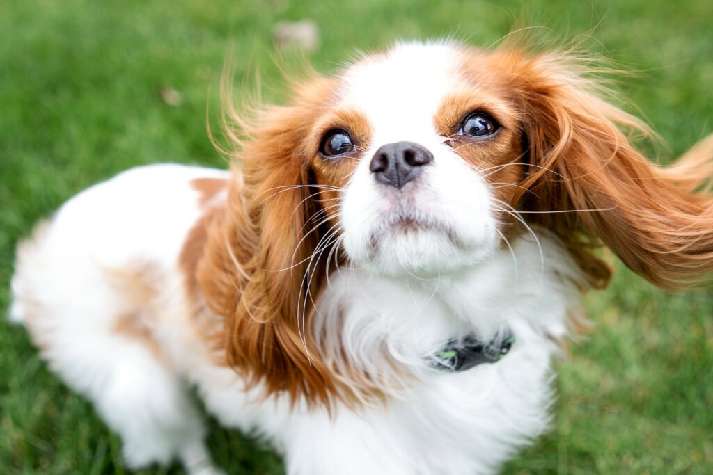 Cavalier King Charles Spaniel