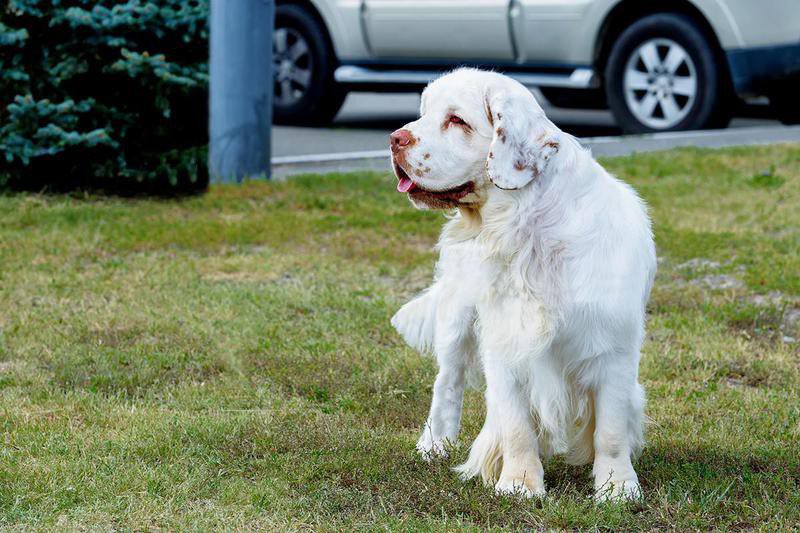 Clumber Spaniel