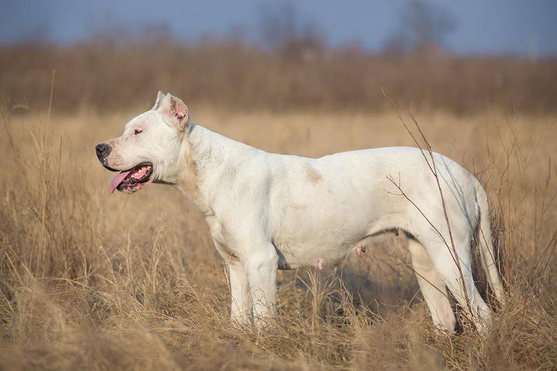 Dogo Argentino