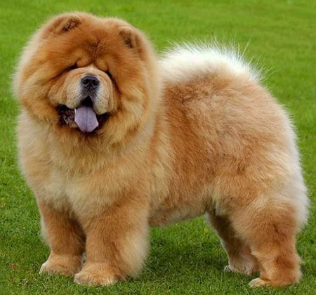 Chow Chow