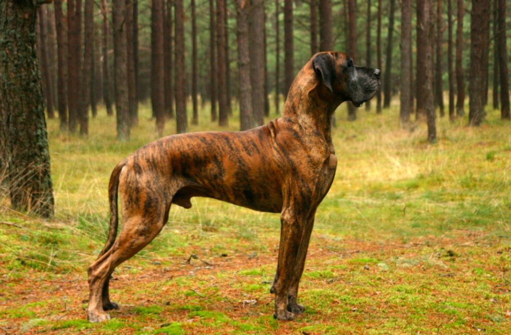 Great Dane