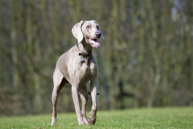 Weimaraner