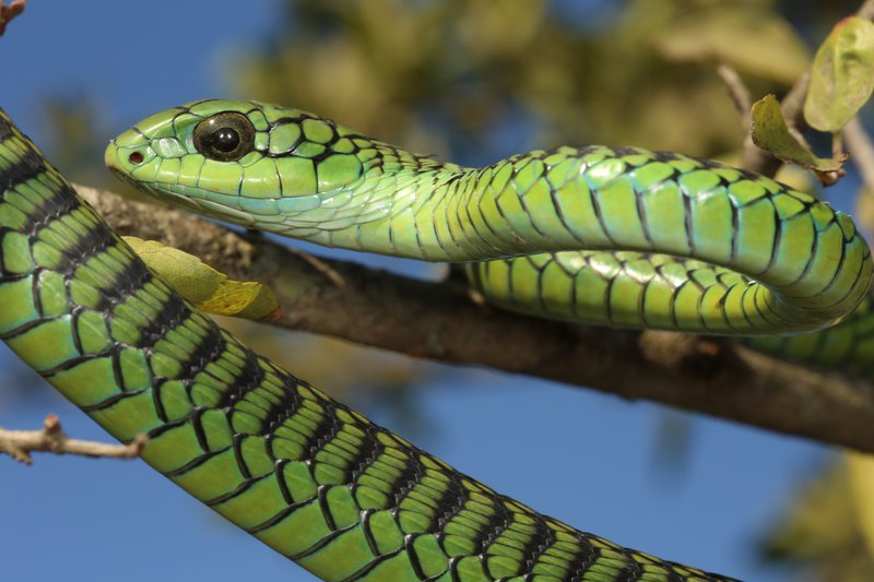 Boomslang