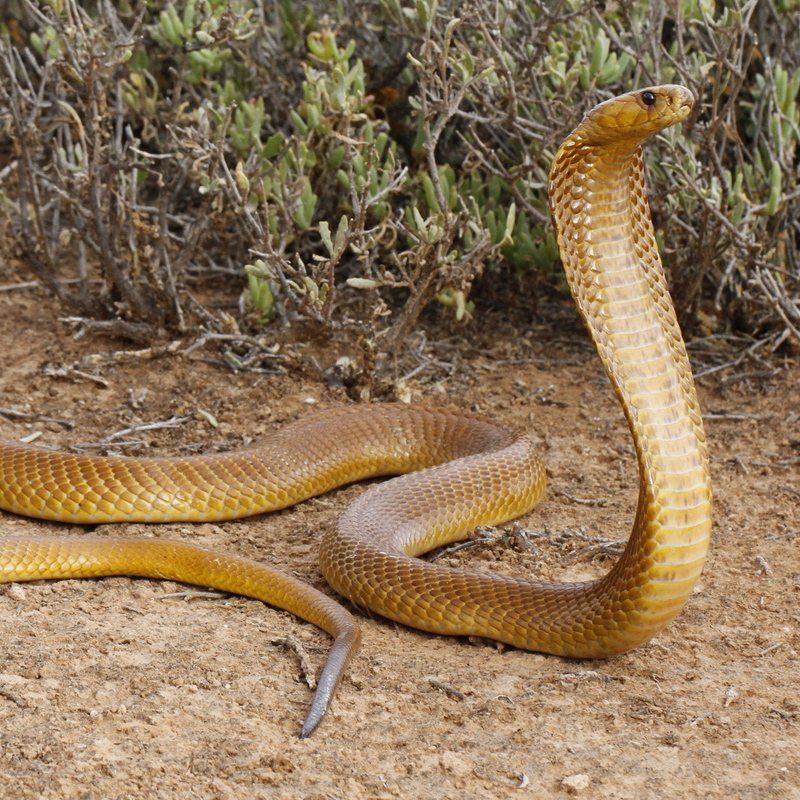 Cape Cobra