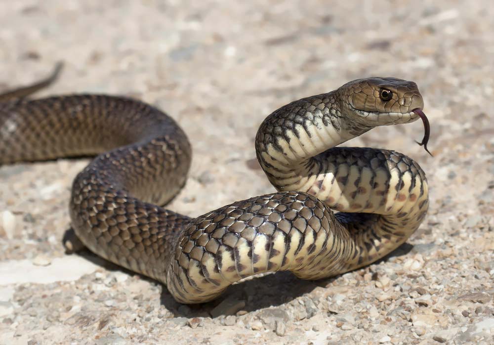 The World's Most Venomous Snakes