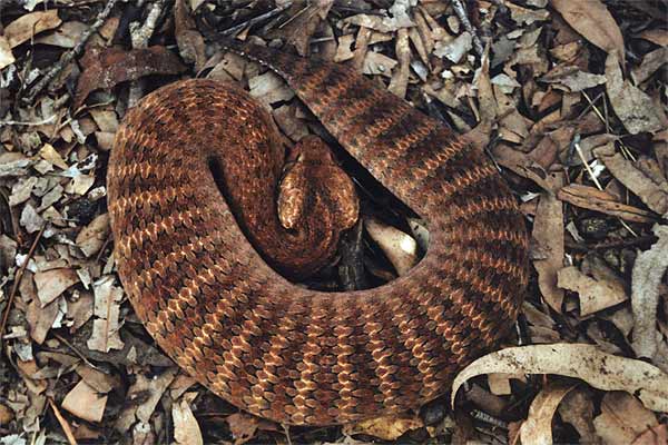 Common Death Adder