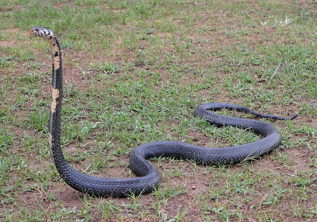 Forest Cobra