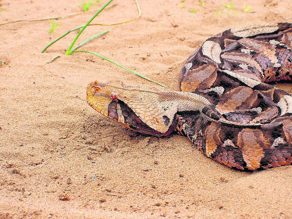 Gaboon Viper