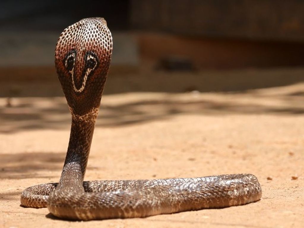 Indian Cobra