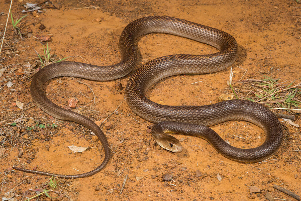 Inland Taipan